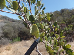 Cercocarpus betuloides