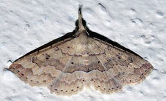 Mursa phtisialis