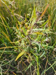 Bidens hyperborea