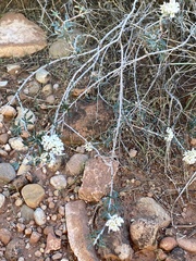 Eriogonum microtheca