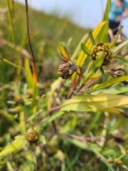 Bidens hyperborea