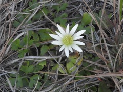 Anemone decapetala