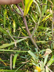 Bidens hyperborea