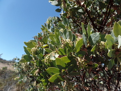 Cercocarpus betuloides