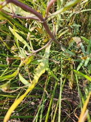 Bidens hyperborea