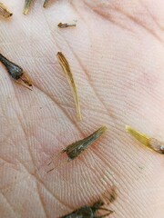 Bidens hyperborea