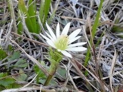 Anemone decapetala