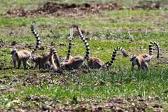 Lemur catta