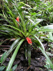 Guzmania jaramilloi
