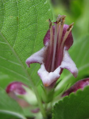 Stachydeae