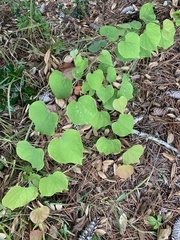 Cercis canadensis