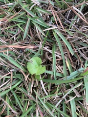 Dichondra carolinensis