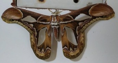 Rothschildia hopfferi