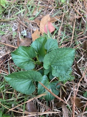 Viola sororia