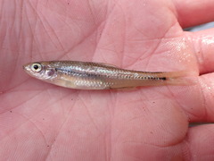 Notropis texanus