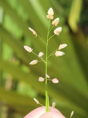 Eragrostis unioloides image