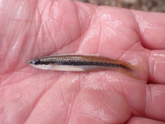 Fundulus notatus