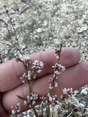 Eriogonum gracile