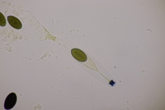 Hypocopra brefeldii