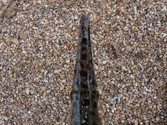 Lepisosteus oculatus