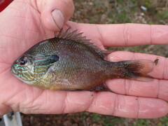 Lepomis aquilensis