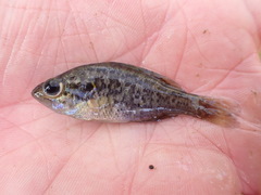 Lepomis gulosus