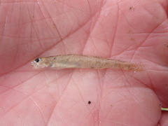 Etheostoma chlorosoma