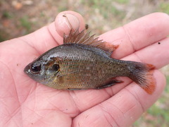 Lepomis miniatus