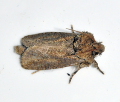 Acrolophus arcanella
