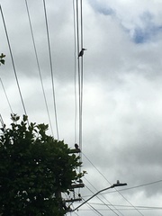 Todiramphus sanctus vagans