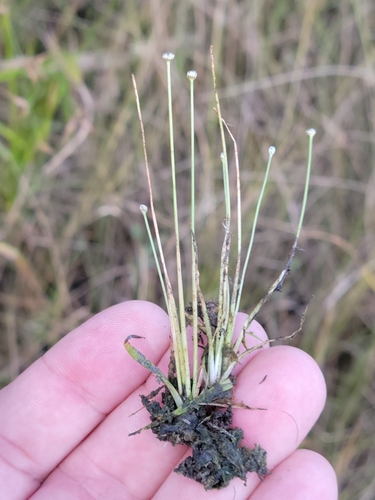 Image of Eriocaulon ravenelii by (c) Jay Horn, some rights reserved (CC BY)