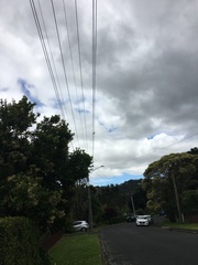 Todiramphus sanctus vagans