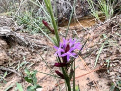 Liatris punctata mucronata