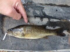 Micropterus punctulatus