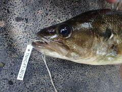 Micropterus punctulatus