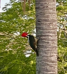 Campephilus guatemalensis