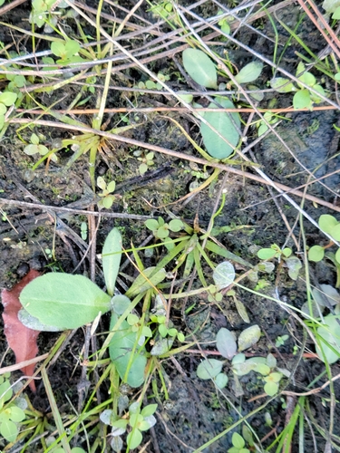 Image of Eriocaulon ravenelii by (c) Jay Horn, some rights reserved (CC BY)