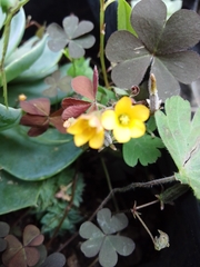 Oxalis corniculata