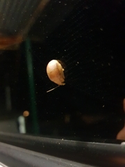 Paropsis atomaria