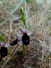 Ophrys bertolonii balearica