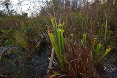 Sarracenia flava