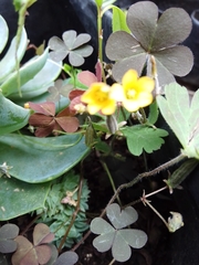 Oxalis corniculata