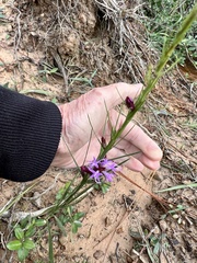 Liatris punctata mucronata