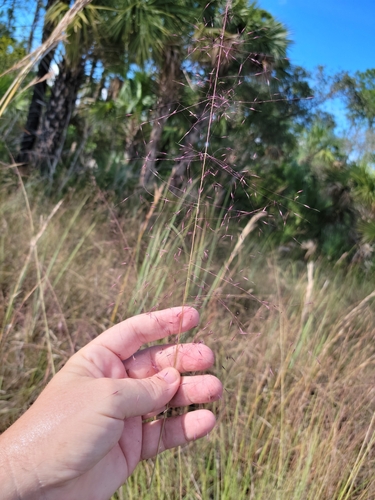 Gulfhairawn muhly (Muhlenbergia sericea)