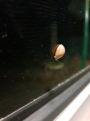 Paropsis atomaria