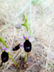 Ophrys bertolonii balearica