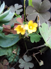 Oxalis corniculata