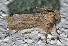 Acrolophus arcanella
