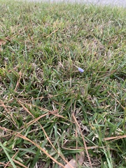 Wahlenbergia marginata