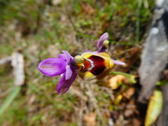 Ophrys tenthredinifera